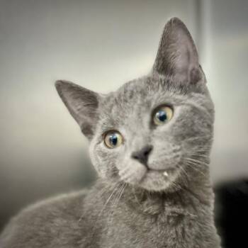 Wind -  Domestic Short Hair Cat for Adoption in Sioux City, Iowa - Wind | PetCurious