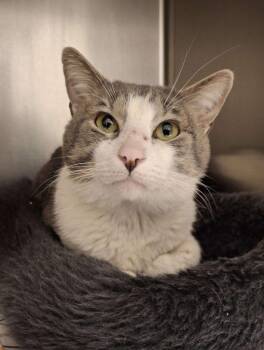 MONET -  Domestic Short Hair Cat Available for Adoption in Ironwood, Michigan - MONET | PetCurious
