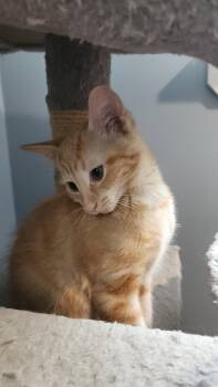 Colette -  Domestic Short Hair Cat for Adoption in Walled Lake, Michigan - Colette | PetCurious