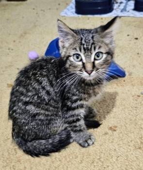 Rescue Domestic Short Hair Cats for Adoption in Waverly, Iowa - Maverick | PetCurious
