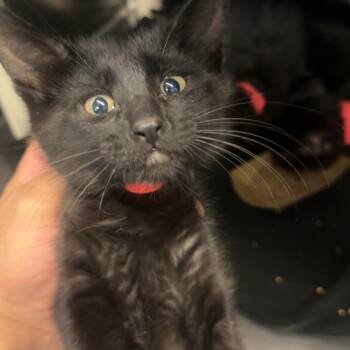 Hiro -  Domestic Short Hair Cat for Adoption in Lakewood, Colorado - Hiro | PetCurious