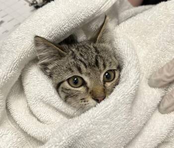 Alistair -  Domestic Short Hair Cat for Adoption in Golden, Colorado - Alistair | PetCurious