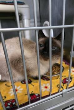 Ming Ming -  Siamese Cat for Adoption in Marshall, North Carolina - Ming Ming | PetCurious