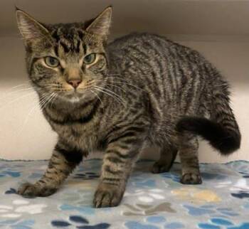 Nolan -  Domestic Short Hair Cat for Adoption in Bowling Green, Kentucky - Nolan | PetCurious