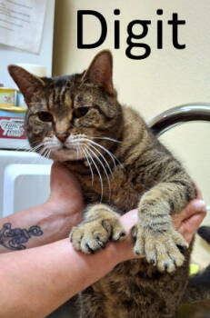Rescue Extra Toes Cat Hemingway Polydactyl and Tabby Cats for Adoption in Mountain View, Arkansas - Digit | PetCurious