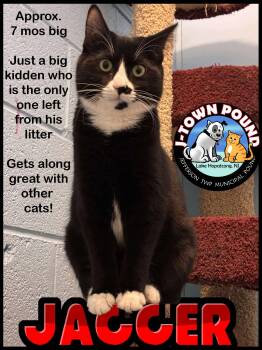 Jagger- longest resident, sweet boy -  Domestic Medium Hair Cat for Adoption in Jefferson, New Jersey - Jagger- Longest Resident, Sweet Boy | PetCurious