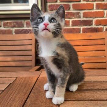 Mercedes -  Domestic Short Hair Cat for Adoption in Wrightstown, New Jersey - Mercedes | PetCurious