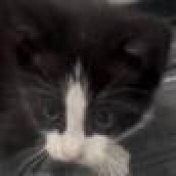 Domestic Short Hair Cats Available for Adoption in West Palm Beach, Florida - Pluto | PetCurious