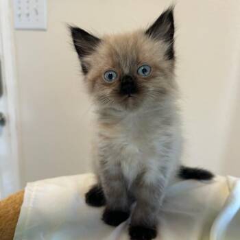Azalea -  Siamese and Domestic Short Hair Cat for Adoption in Houston, Texas - Azalea | PetCurious