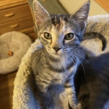 Caramel -  Domestic Short Hair and Torbie Cat for Adoption in Omaha, Nebraska - Caramel | PetCurious