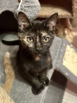 Marta -  Domestic Short Hair Cat for Adoption in Albany, New York - Marta | PetCurious