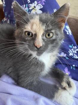 Rescue Domestic Short Hair Cats for Adoption - Gala | PetCurious