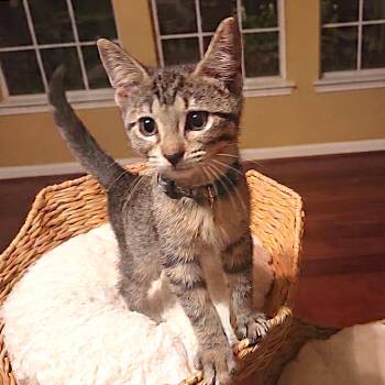 Copper -  Domestic Short Hair Cat for Adoption in Allen, Texas - Copper | PetCurious