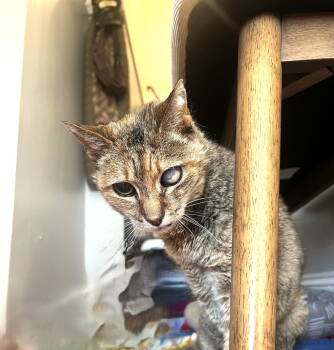 Rescue Domestic Short Hair and Torbie Cats for Adoption in Oakland, California - Frances | PetCurious