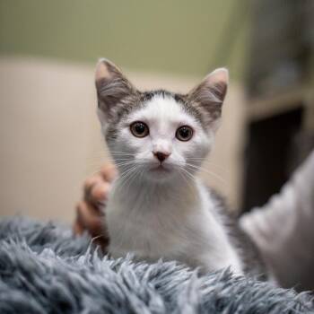 Mel B -  Domestic Medium Hair Cat Available for Adoption in Gainesville, Georgia - Mel B | PetCurious