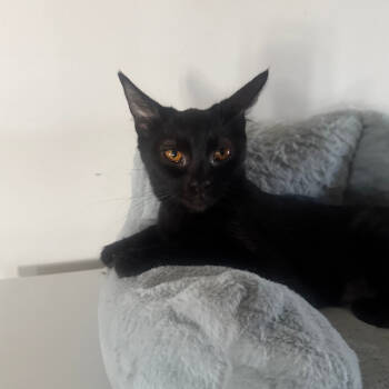 Rescue Domestic Short Hair Cats for Adoption in Brea, California - Kira | PetCurious