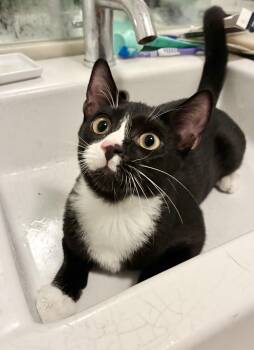 Nemo -  Domestic Short Hair Cat for Adoption - Nemo | PetCurious