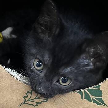 Domestic Short Hair Cats Available for Adoption in Baltimore, Maryland - Turtle Toes 6 | PetCurious