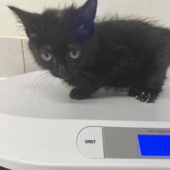NIk Klaus -  Domestic Medium Hair Cat Available for Adoption in St. Louis, Missouri - NIk Klaus | PetCurious