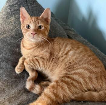 Lennon -  Domestic Short Hair Cat for Adoption - Lennon | PetCurious