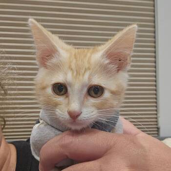 Copper Moon -  Domestic Short Hair Cat for Adoption in Eagle Mountain, Utah - Copper Moon | PetCurious
