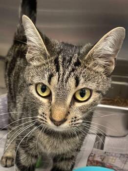 Zara -  Domestic Short Hair Cat for Adoption in Covington, Virginia - Zara | PetCurious