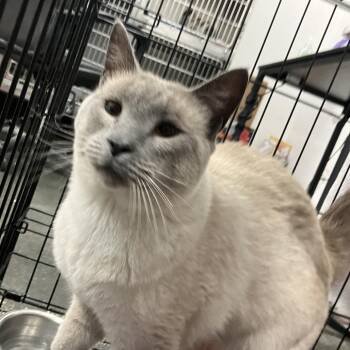 Ammon Stray Cat -  Domestic Short Hair Cat for Adoption in Idaho Falls, Idaho - Ammon Stray Cat | PetCurious