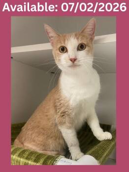 Cat Condo #15 -  Domestic Short Hair and Mixed Breed Cat for Adoption in Greenville, Texas - Cat Condo #15 | PetCurious