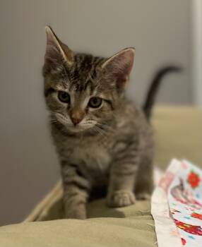 Rescue Domestic Short Hair Cats for Adoption in Effingham, Illinois - Pixie | PetCurious