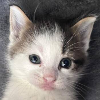 Veronica (Holland Cat Cove) -  Domestic Short Hair Cat Available for Adoption in West Olive, Michigan - Veronica (Holland Cat Cove) | PetCurious