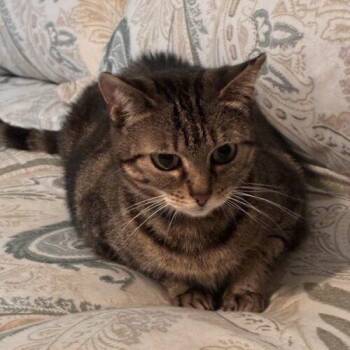 Missy -  Domestic Short Hair Cat for Adoption in Tampa, Florida - Missy | PetCurious