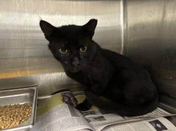 ARONDALE -  Domestic Short Hair Cat for Adoption in Rowlett, Texas - ARONDALE | PetCurious