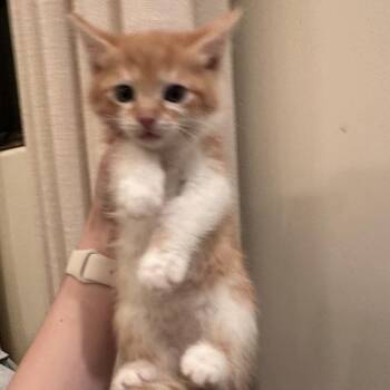 Domestic Short Hair Cats Available for Adoption in Tustin, California - Merida | PetCurious