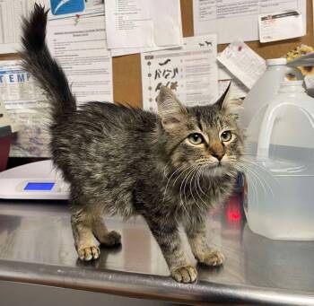 Rescue Domestic Short Hair Cats for Adoption in Bolivar, Missouri - Asta | PetCurious