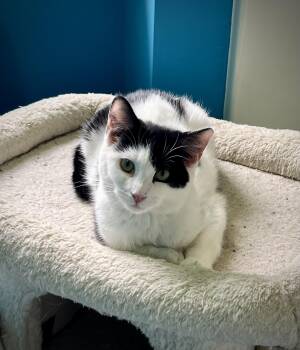 Domestic Short Hair Cats Available for Adoption - Oreo | PetCurious
