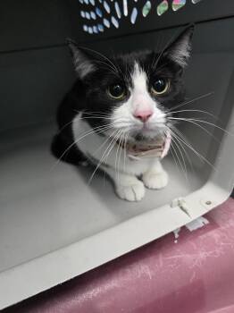 Mumbai -  Domestic Short Hair Cat Available for Adoption in Evansville, Indiana - Mumbai | PetCurious