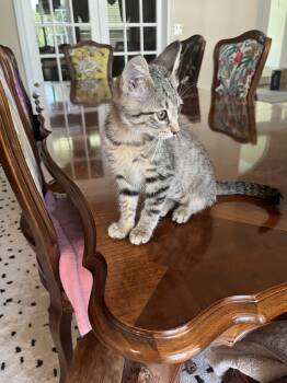 Rescue American Shorthair Cats for Adoption in Tampa, Florida - Growlie | PetCurious
