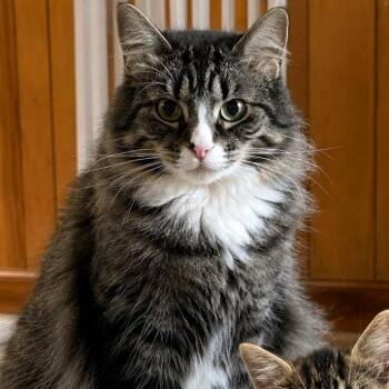 Mama (No dogs. OK with cats) -  Maine Coon and Domestic Short Hair Cat for Adoption in Hanson, Massachusetts - Mama (No Dogs. OK With Cats) | PetCurious