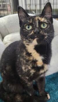 Domestic Short Hair Cats Available for Adoption in Kansas City, Missouri - Alice | PetCurious