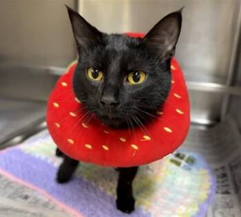 Domestic Short Hair Cats Available for Adoption in Aurora, Illinois - ANANAS REINETTE | PetCurious