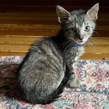 Electric Slide -  Domestic Short Hair Cat for Adoption in Evanston, Illinois - Electric Slide | PetCurious