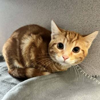 Domestic Short Hair Cats Available for Adoption - Pixel | PetCurious