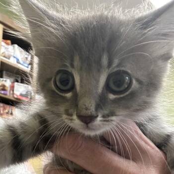 RAMBLING ROSE -  Domestic Medium Hair Cat for Adoption in Kyle, Texas - RAMBLING ROSE | PetCurious