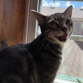 Cedar Bloom -  Tabby and Domestic Short Hair Cat for Adoption in Friendswood, Texas - Cedar Bloom | PetCurious