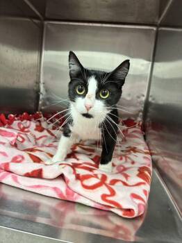 Pearl -  Domestic Short Hair Cat for Adoption in Marietta, Georgia - Pearl | PetCurious