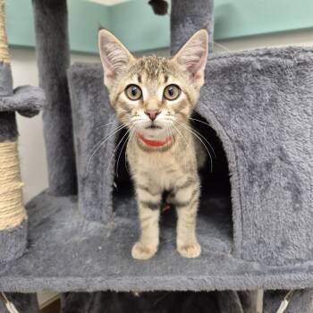 Ham -  Domestic Short Hair Cat for Adoption in South Bend, Indiana - Ham | PetCurious