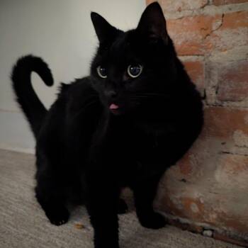 Domestic Short Hair Cats Available for Adoption - Hash Browns | PetCurious