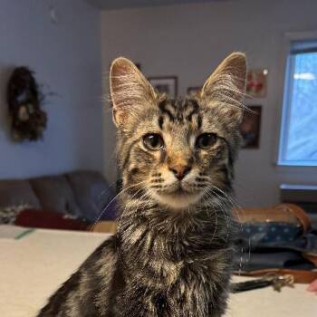 Domestic Medium Hair Cats Available for Adoption in Carmel, Indiana - Zeus | PetCurious