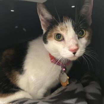 WV1912 Sana -  Domestic Short Hair Cat for Adoption in Port Washington, New York - WV1912 Sana | PetCurious