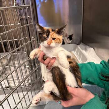Silvia -  Domestic Short Hair Cat for Adoption in Bend, Oregon - Silvia | PetCurious